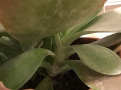 White Powdery Stuff on Unidentified Succulent? | Houzz Forum