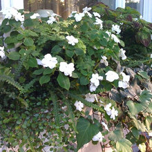 window boxes