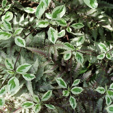 Shade border