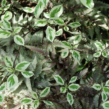 Plant Association