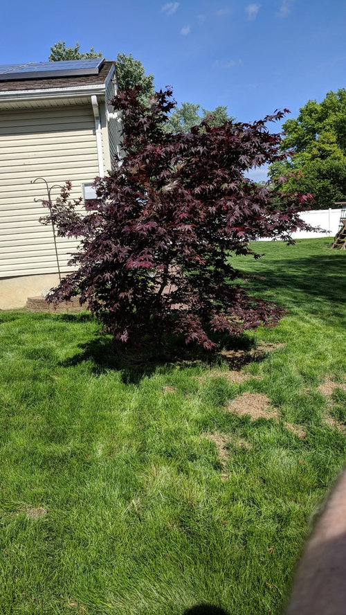 Need Advice on how to trim a Red Maple?
