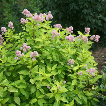 Marie Gold® New Jersey Tea (Ceanothus)