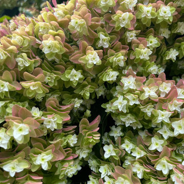 In Bloom