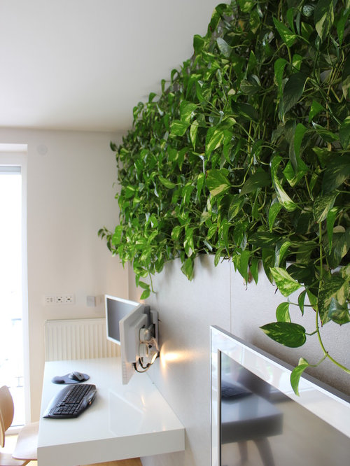 Pothos Ideas Pictures Remodel and Decor
