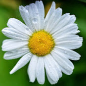 Sonia Crawford's photo