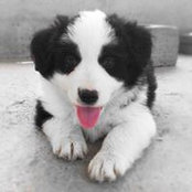 Rin del Girasole's photo