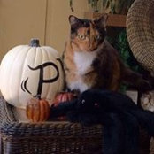 Sandra Pittmanさんの写真