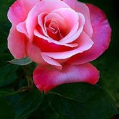 Foto de Rose Griffiths
