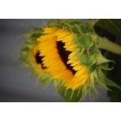 Dawn Selg's photo