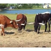 Buckhorn Ranch's photo