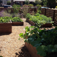 raised veggie beds