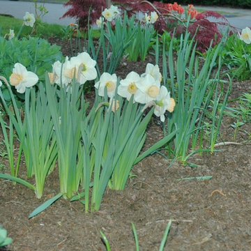 Front Yard Garden