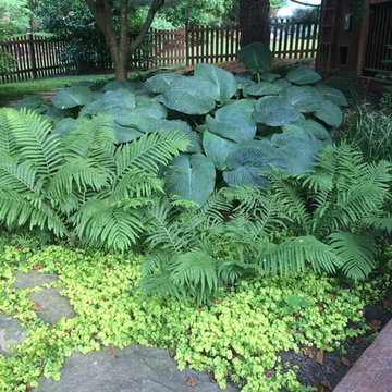 Shade Planting and Garden