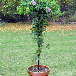 Umbrella Tuteur for Large Pots - Products