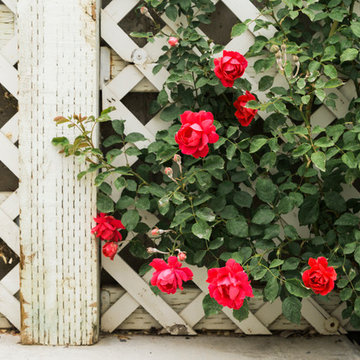 Climbing Roses