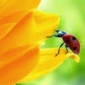 Sofia Saradjeva's photo