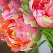 Suanjali Persad's photo