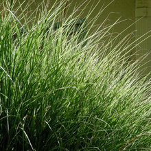 plants - gravel bed border