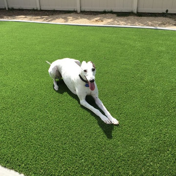 Project Greyhound!