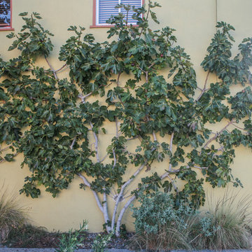 Audreys Garden
