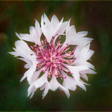 Flower Paintings - A White Wedding Of Pink And Beauty - Omaste Witkowski