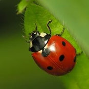 Paula Shermans foto