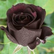 Suzana O'Malley's photo