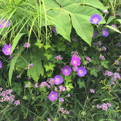adamshepherds billede