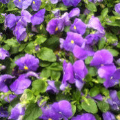 Daphne Oliveros's photo