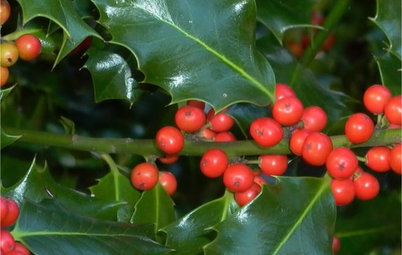 9 Holly and Ivy Plants for Good Tidings in the Garden