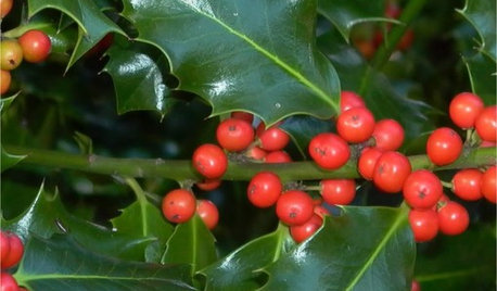 9 Holly and Ivy Plants for Good Tidings in the Garden