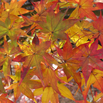 Japanese Maples