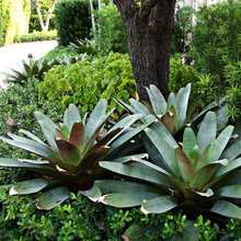 Florida Landscaping