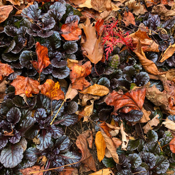 'Black Scallop' ajuga meets fallen leaves