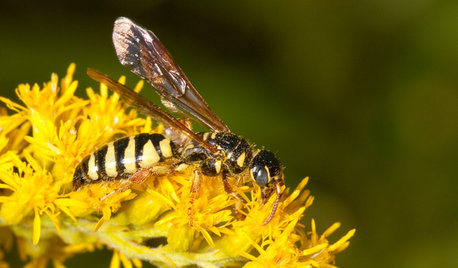 Attract Thynnid Wasps With Summer-Flowering Native Plants