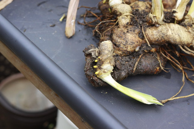 Кантри Сад by Patricia Grolier.