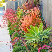 desert plants
