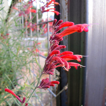 Threadleaf Giant Hyssop