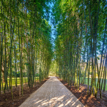 Bamboo