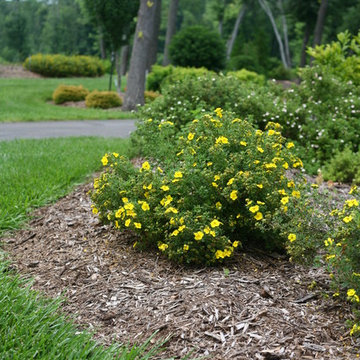 Happy Face® Bush Cinquefoil