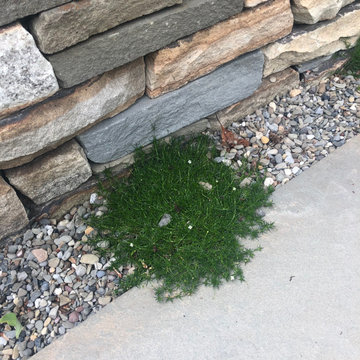 Baltimore Patio Garden