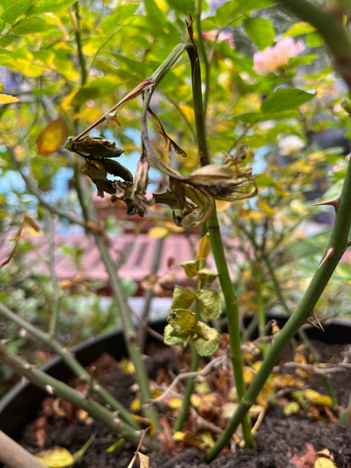 Overnight yellowing leaves on Drift Roses