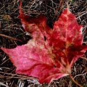 Dianne Lemire's photo