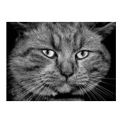Alaa Anwar's photo
