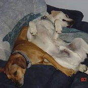Photo de Susan Bliss Denicholas