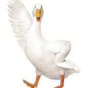 Foto von Karl Caterson