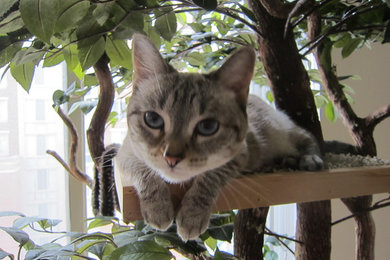 Client Photos of their cats enjoying their Pet Tree House