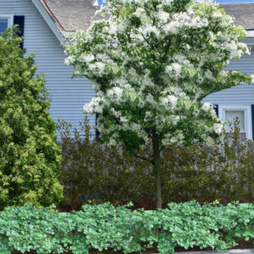 Foundation Plantings