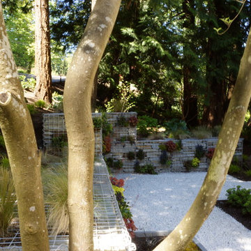 Contemporary Wooded Garden