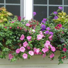 House Inspiration - Exterior - Window Boxes, Pots, & Containers